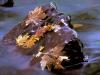 Red Reef, Skokomish River, Olympic National Park